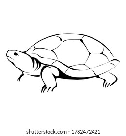 Tortoise Line Art Animal reptile Design