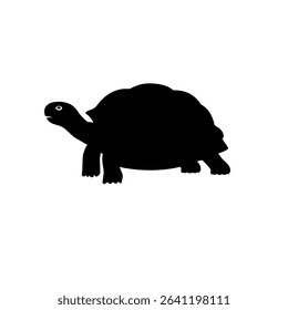 Tortoise moves slowly and calmly. Tortoise stays on dry ground. Turtle swims through water. Tortoise shell is high and solid. Turtle shell is flat. Tortoise legs help with climbing and walking. 