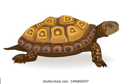 Tortoise reptile animal with shell - vector illustration