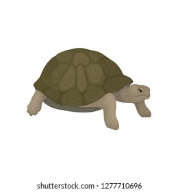 Tortoise reptile animal vector Illustration on a white background