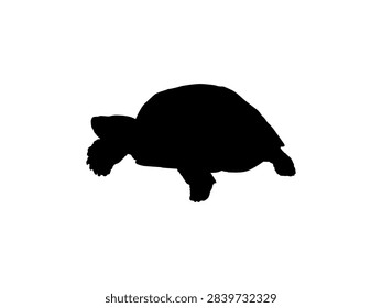 Tortoise Silhouette Isolated, can use for Icon, Symbol, Sign, Pictogram, Website, Endangered Animal Poster Illustration or Graphic Design Element. Editable. Vector
