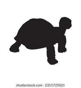 tortoise silhouette set collection isolated black on white background vector illustration