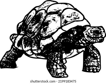 Tortoise Silhouette Tortoise Sketch Drawing Outline Stock Vector ...