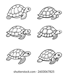 Tortoise and turtle in outlines - vector illustration. set