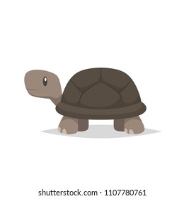 Tortoise turtle vector isolated