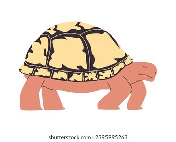 tortoise or turtle with white color shell wild nature reptile animal and slow walk creature