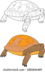 Tortoise vector drawing animal vector drawing, cartoon vector, line art and color