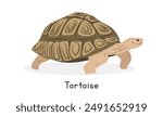 Tortoise vector illustration, cartoon clipart character, animal in flat style. Wild animals, wild creatures, wildlife concept. Tortoise vector design isolated on white background