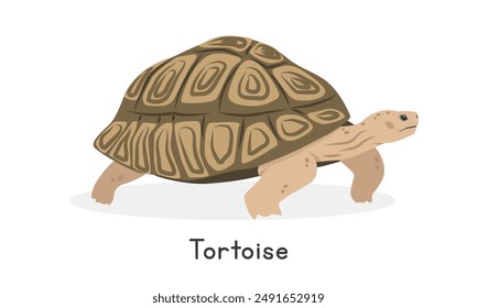 Tortoise vector illustration, cartoon clipart character, animal in flat style. Wild animals, wild creatures, wildlife concept. Tortoise vector design isolated on white background