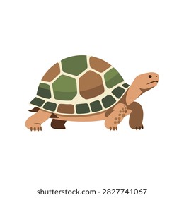 Tortoise walking slowly across plain white background.