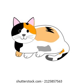 Eine Tortoiseshenkatze mit Kopienraum 