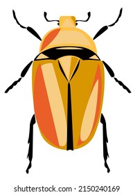 Torynorhinna flamea firefly cockroach vector illustration