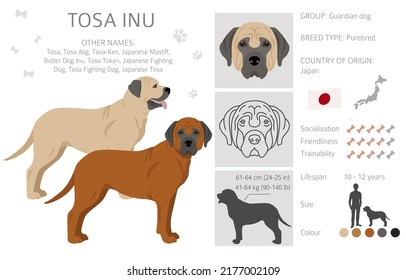 Tosa Inu clipart. Different poses, coat colors set.  Vector illustration