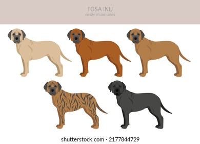 Tosa Inu Clip Art. Unterschiedliche Posen, Farben für die Fellfarbe.  Vektorgrafik