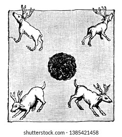 Totem- oder Stammeszeichen der fünf Nationen, sieht es aus wie vier Rentiere, die in vier verschiedenen Quadratzecken, in Vintage-Linien-Zeichnungen oder Graviergrafik laufen