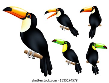 Toucan 3D Realistic Vector Mesh Set Tropical Animal with Different Poses in Isolated White Background. Vector Illustration
