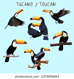 toucan animal bird nature tropical isolated illustration vector watercolor