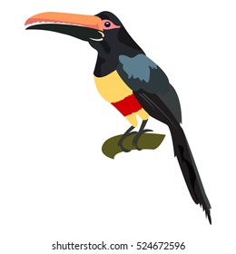  Toucan. Aracari Toucan. Exotic and wild tropical bird. Toucan sitting on tree. Vector.