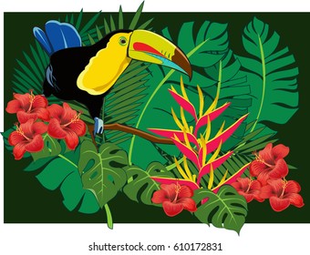 Toucan Bird