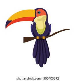 toucan bird animal