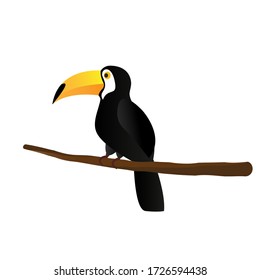 Toucan bird cartoon character. Cute toucan flat vector isolated on white. South America fauna. Guinea pig icon. Wild animal illustration for zoo ad, nature concept, children book illustrating.