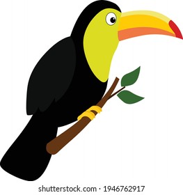 Toucan bird cartoon illustration vector isolated on white background