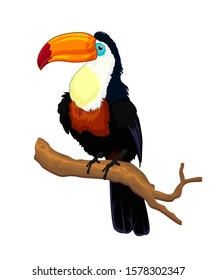 Toucan bird cartoon in vector