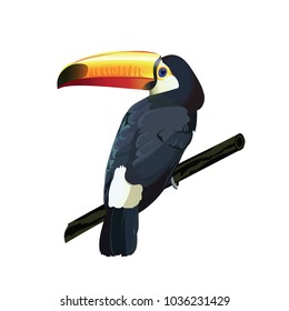 Toucan bird. Cute toucan  vector isolated on white. South America fauna. Wild animal illustration for zoo ad, nature concept.