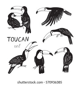 toucan bird graphic set