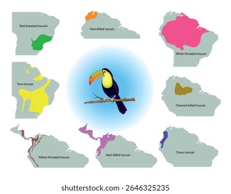 Mapa do habitat do pássaro tucano. Ilustração de arte vetorial de educação