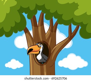 Toucan bird in hallow tree illustration