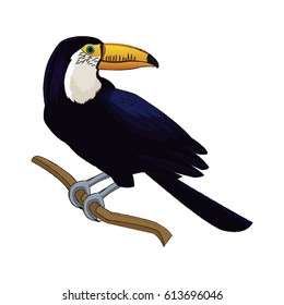 toucan bird icon