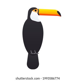 The toucan bird isolated on white background. Vector illustration of rainforest animals