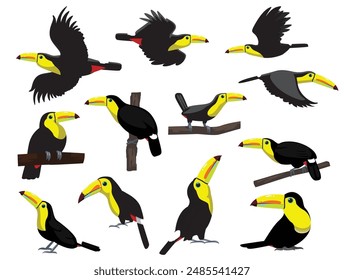 Toucan Bird Keel-Billed Exotic Various Poses Cartoon Vector Character