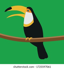 Toucan. Bird. A noisy bird. A bird with a big beak. Toucan with a yellow beak.