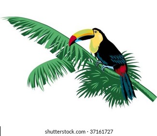 toucan bird on branch