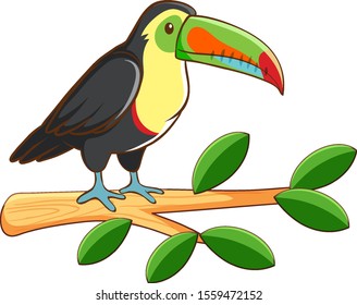 Toucan bird on white background illustration