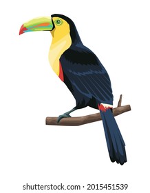 toucan bird on white background