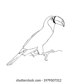 A toucan bird on a white background.Vector, manual drawing.The bird can be used in textiles,coloring books, and postcards.