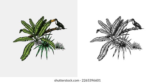 Toucan bird sits on a branch. Tropical trees exotic plants. Banana and palm leaves. Eastern landscape. Exotic nature. Linear Jungle. Hand drawn sketch in vintage style.