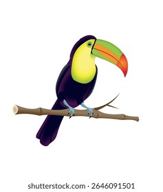 Toucan bird sitting on a branch on a white background. Vector art illustration
