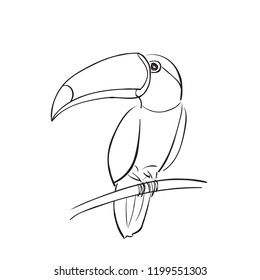 Toucan bird sketch cartoon character. 