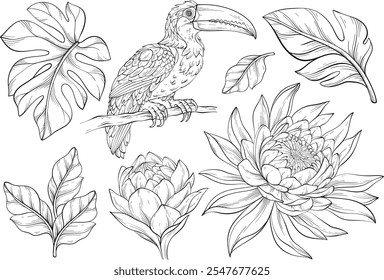 toucan bird, tropical leaves and exotic flowers, wildlife plants and jungle fresh foliage. Line art. Vector illustration isolated objects