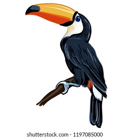 toucan bird vector art