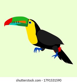 Toucan bird is a vector illustration.