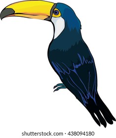 Toucan bird vector illustration
