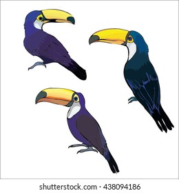 Toucan bird vector illustration
