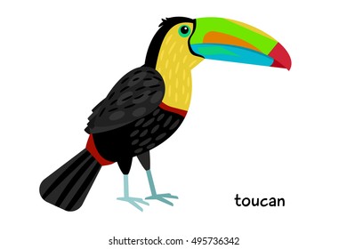 Toucan bird vector illustration