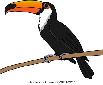 toucan bird  vector illustration isolated on white background