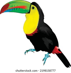 Toucan-Vogel-Vektorbild auf weißem Hintergrund